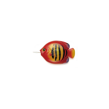 Fish Measure - Flame Angelfish